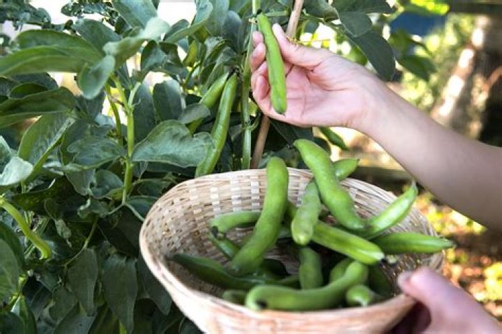 Are fava beans edamame? | ContextResponse.com