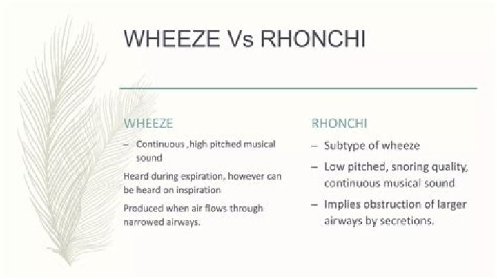 Are Rhonchi and wheezes the same?