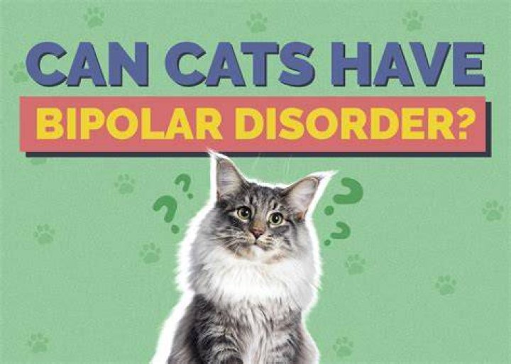 Can cats have bipolar?