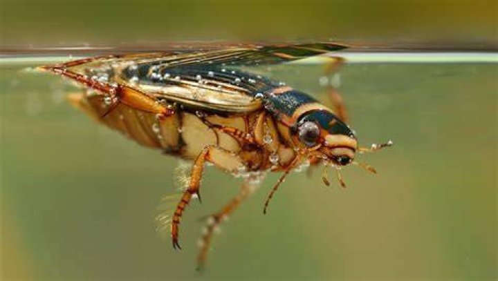 Can insects live without water?