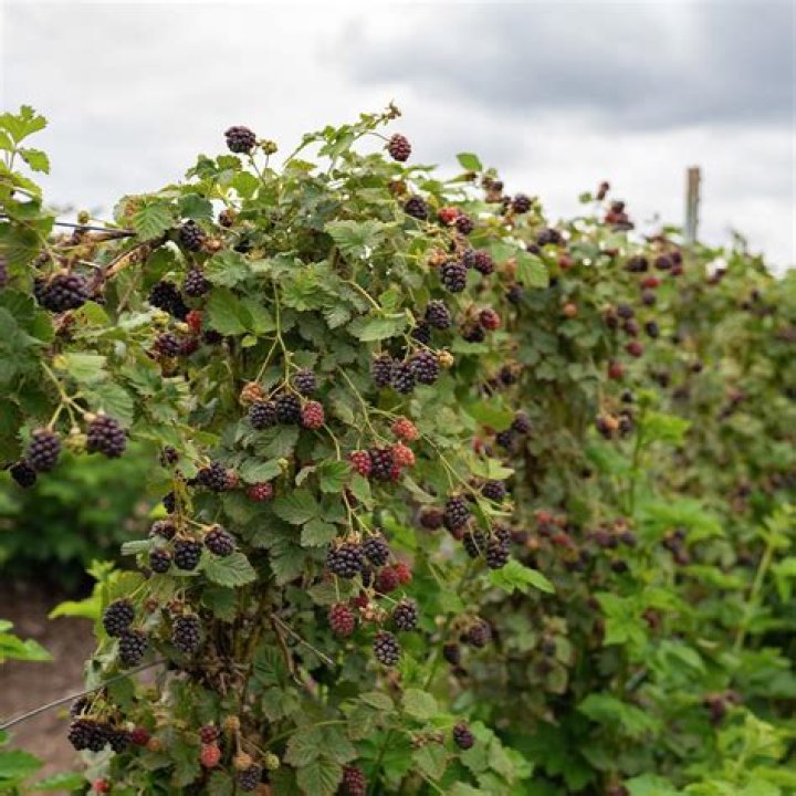 Do blackberry plants need full sun?