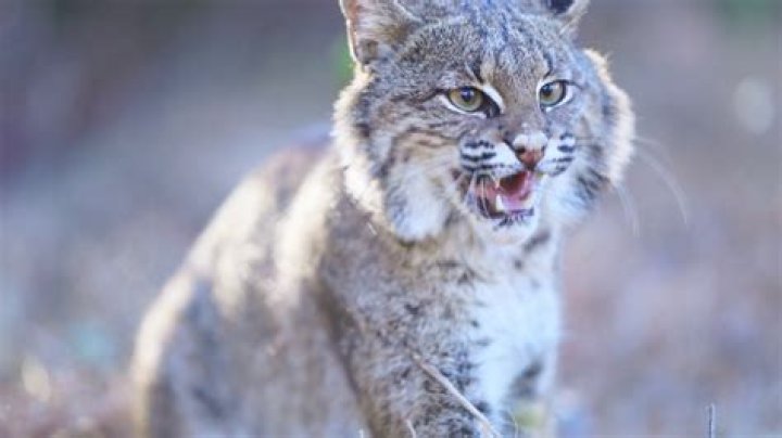 Do Bobcats growl?