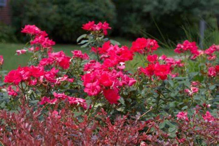 Do Knock Out roses have a scent?