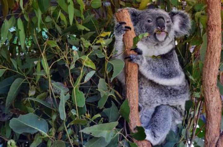 Do koalas eat fruit?