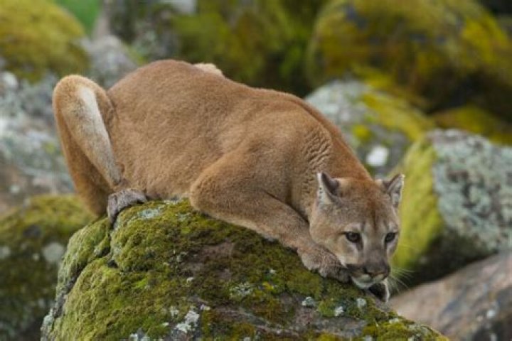 Do mountain lions eat skunks?