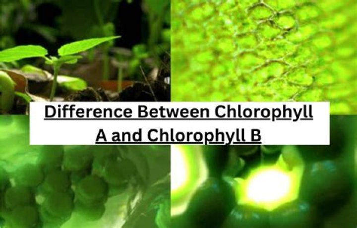 Do red and green algae have chlorophyll?