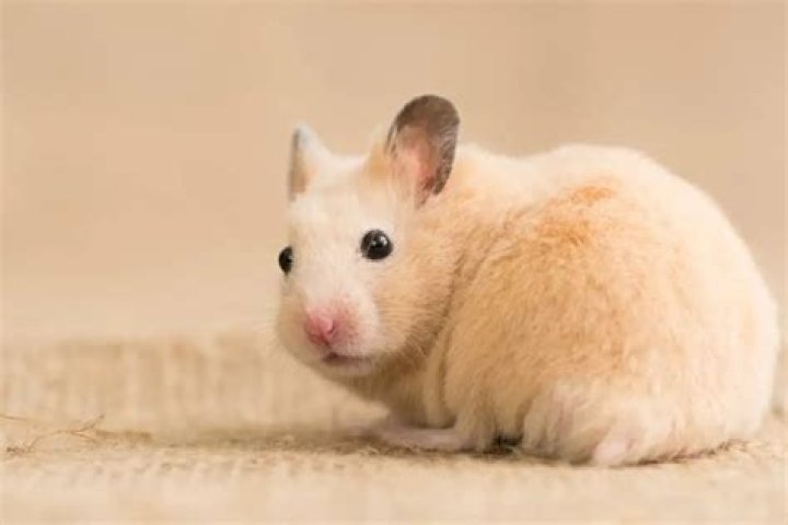 Do Syrian hamsters make good pets?