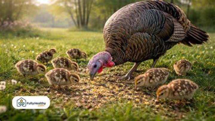 Do turkeys eat grass seed?