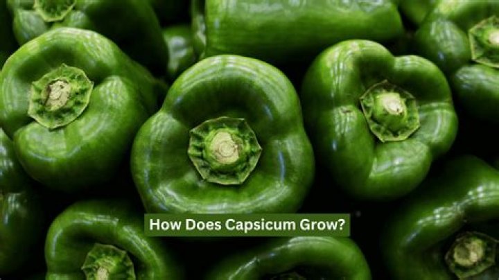 Does capsicum need full sun?