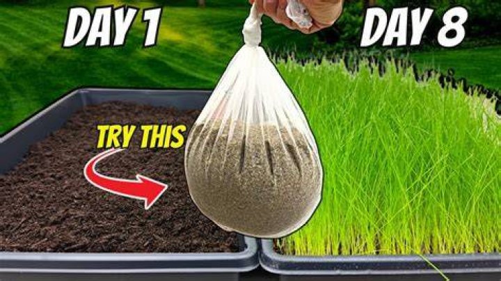 Does grass grow in play sand?
