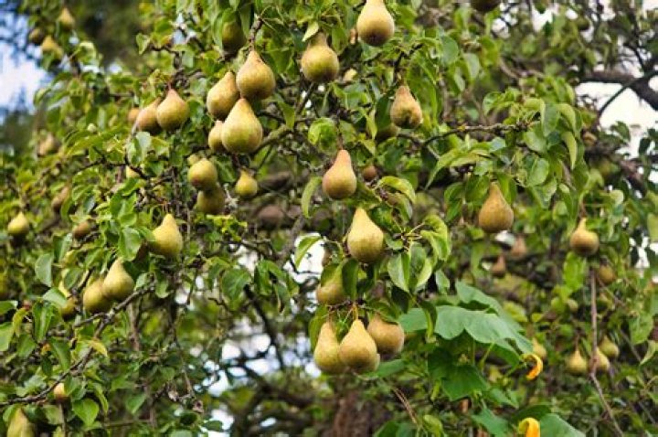 How do I identify a Bradford pear tree?
