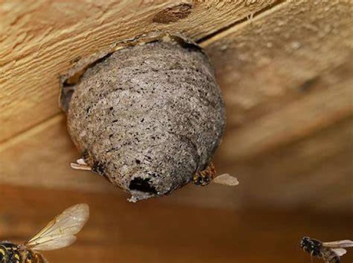 How do I keep wasps from building nests under my deck?