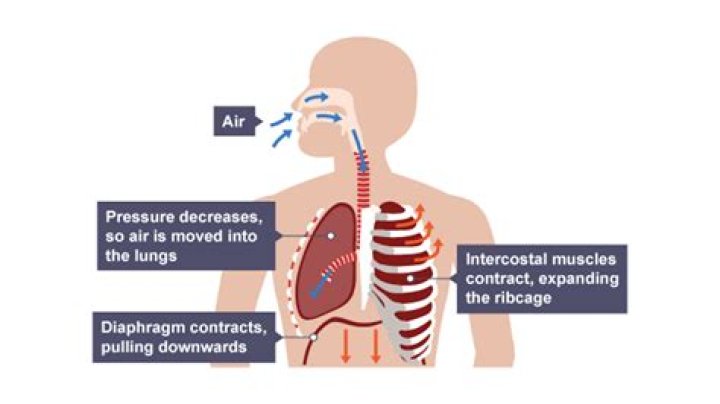 How do lungs fill with air?