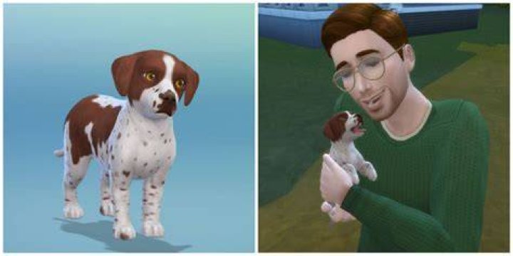 How do you control your pets on Sims 2?