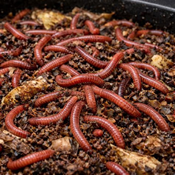 How do you increase red worm population?