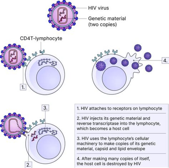 How does HIV enter the cell quizlet?
