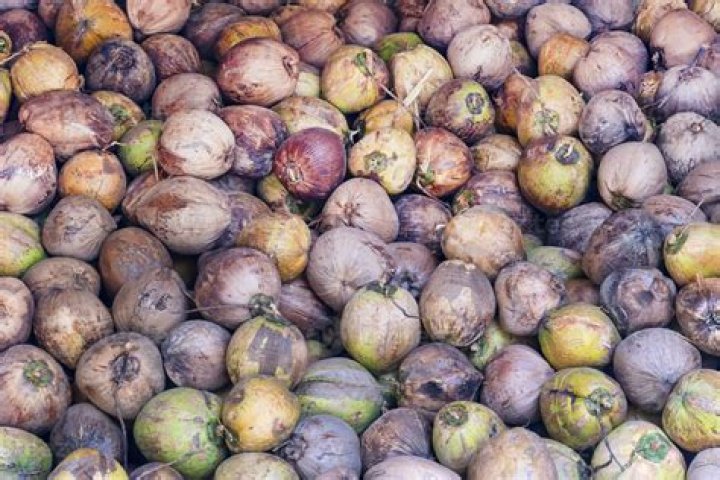 How many coconuts can a tree produce?