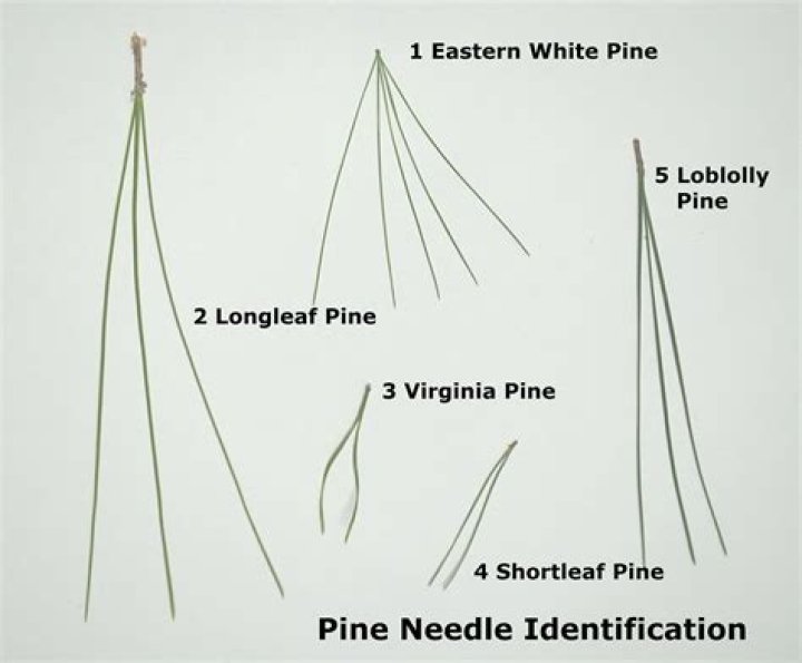 How many needles does a Virginia pine have?