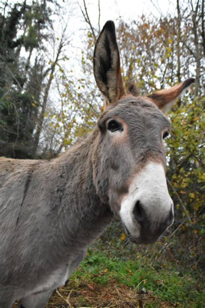 Is a donkey and a jackass the same thing?