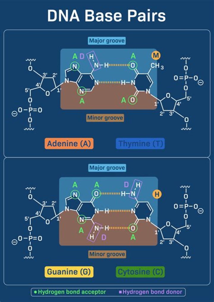 Is there base pairing in RNA?