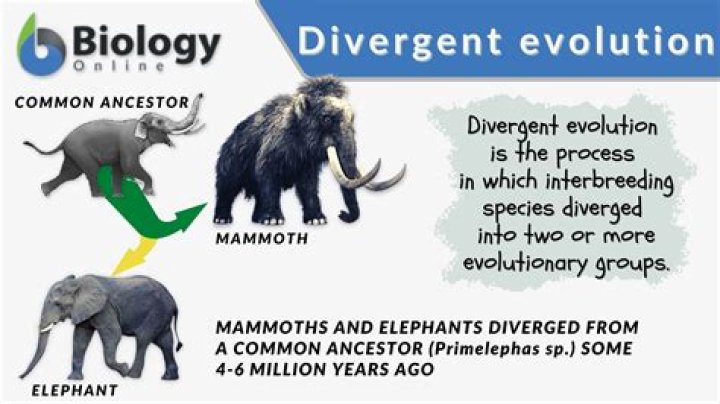 What is divergent evolution?