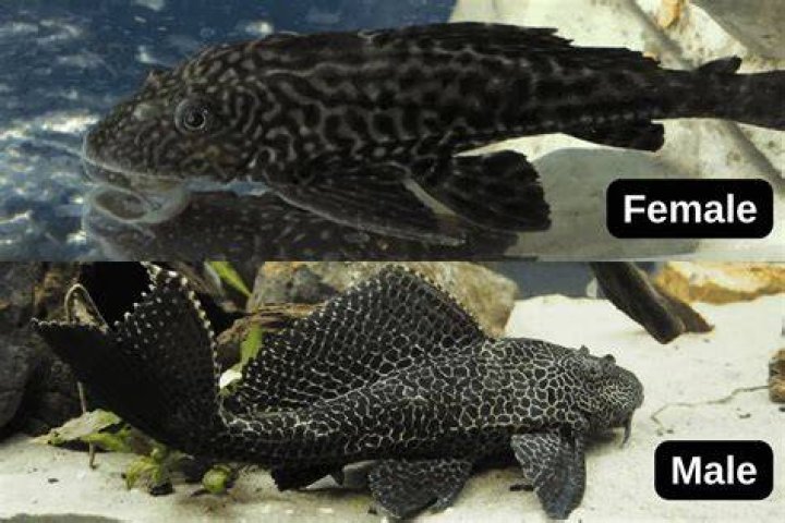 What is the difference between a pleco and a catfish?