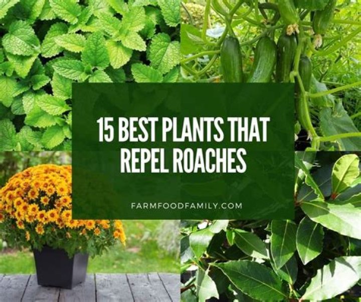 What plants keep roaches away?