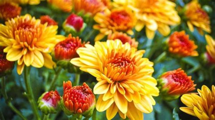 What temperature can mums tolerate?