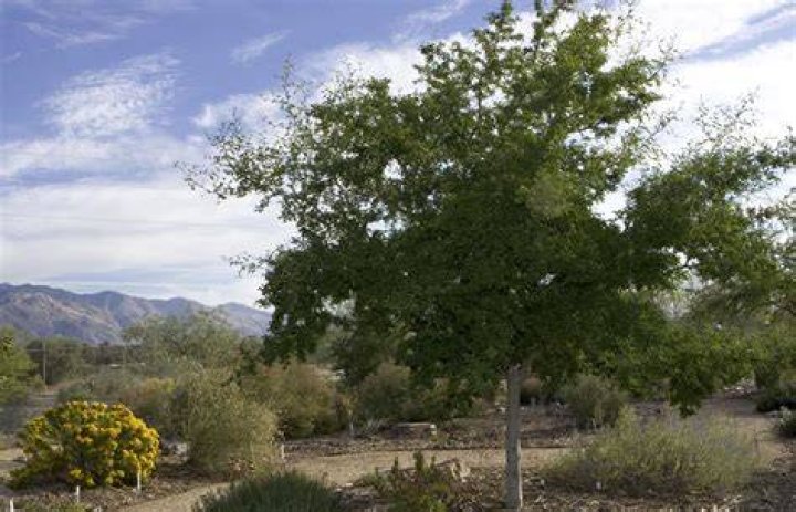 What trees grow in Tucson?