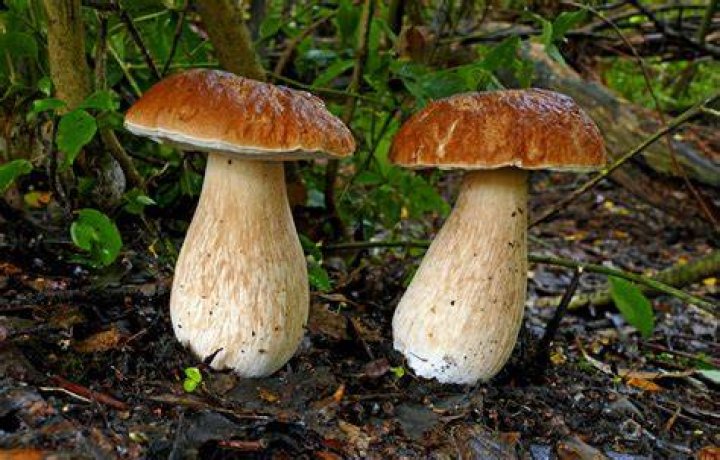 Where do Boletus edulis grow?