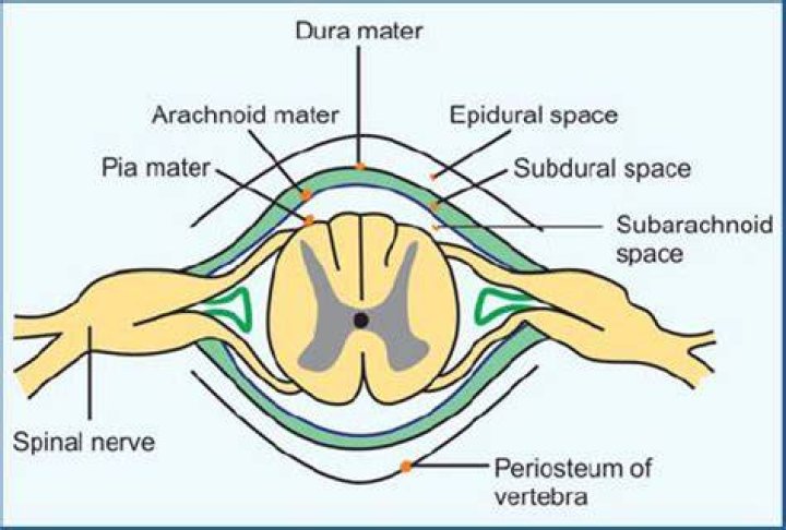 Where is the subarachnoid space?