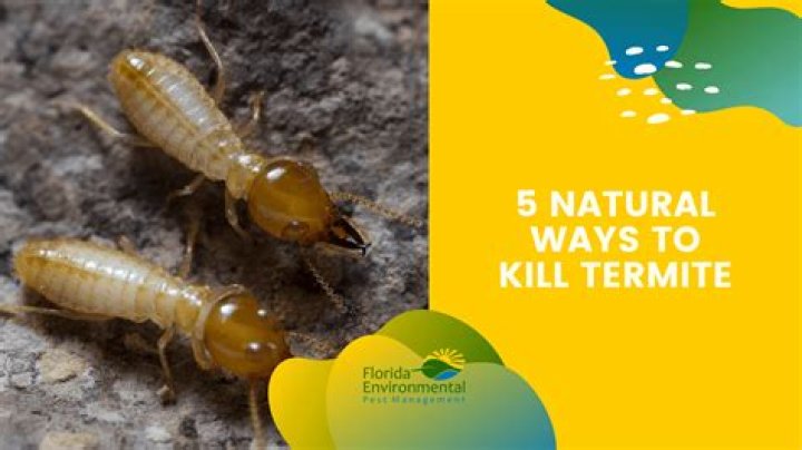 Will permethrin kill termites?